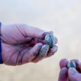 Wattloopke - Eure Wattwanderung auf Borkum Bild 4